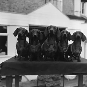 Dachshunds