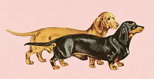Unique Art Illustrations Gallery: Two dachshunds