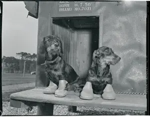 Dachshunds Wearing Shoes