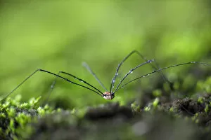 Images Dated 30th September 2012: Daddy Longlegs or Harvestman -Opiliones- on moss