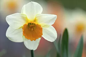Harry Laub Travel Photography Collection: Daffodil, flower