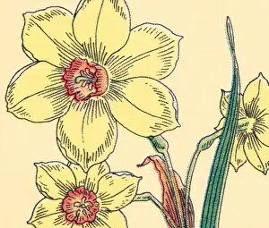 Three Objects Prints: Daffodil Flowers
