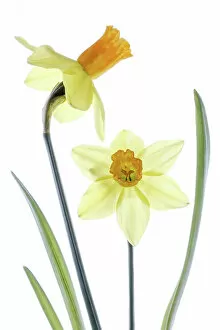 Captivating Floral Photography by Mandy Disher Collection: Daffodil Narcissus