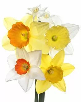 Flowers by Brian Haslam Collection: Daffodils