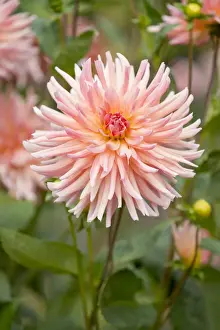 Dahlia -Dahlia- Dora cultivar, flower, Thuringia, Germany