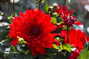 Images Dated 5th July 2013: Dahlia -Dahlia sp.-, Hesse, Germany
