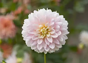 Compositae Prints: Dahlia -Dahlia- Worthersee Rose cultivar, flower, Thuringia, Germany