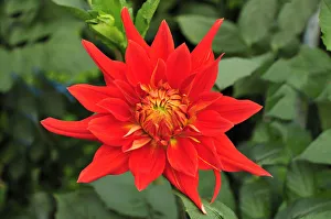 Spermatophyte Gallery: Dahlia flower -Dahlia-, new variety Vulkane, Bad Schoenau, Lower Austria, Austria, Europe