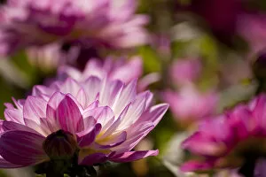 Images Dated 26th September 2014: Dahlia, flower, Germany