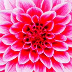Fill Prints: Dahlia Maxim (Dahlia), flower, close-up
