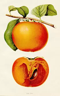 Images Dated 11th June 2018: Dai Dai orange illustration 1891
