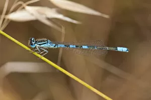 Images Dated 28th May 2013: Dainty Damselfly -Coenagrion scitulum-, Palaiokastro, Serres, Macedonia, Greece