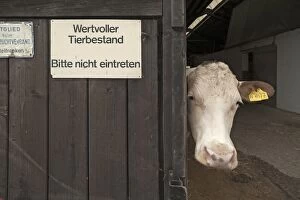 Images Dated 31st August 2014: Dairy cow looking out of a barn, left sign wertvoller Tierbestand, German for valuable livestock