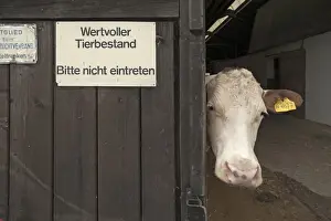 Cattle Prints: Dairy cow looking out of a barn