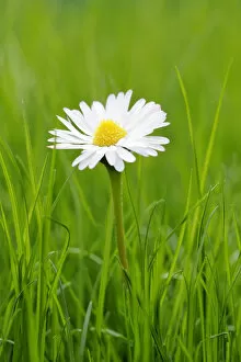 Daisies -Bellis perennis- in grass