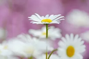 Images Dated 21st May 2011: Daisies -Leucanthemum-