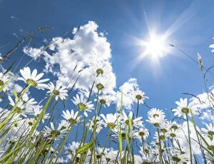 Daisies -Leucanthemum vulgare- from below, flower meadow, worms eye view, blue summer sky with sun and rays