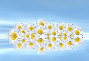 Reflected Gallery: Daisies on water, mirroring, 3D graphics