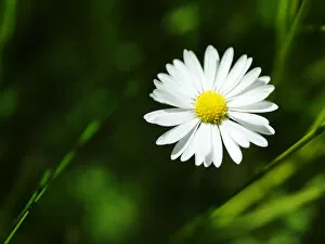 Images Dated 24th May 2012: ?Daisy