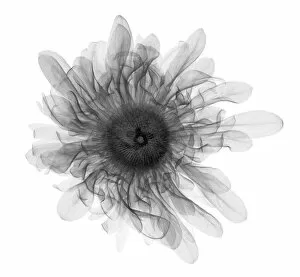 Compositae Gallery: Daisy (Bellis sp.), X-ray