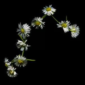 Images Dated 15th July 2011: Daisy chain