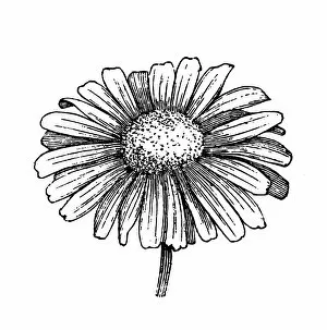 Wallpaper Collection: Daisy flower