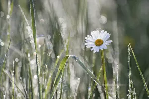 Daisy -Leucanthemum-, North Hesse, Hesse, Germany