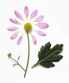 Delicate Gallery: Daisy-like flower with detached, mauve petals, unfurled bud, yellow center, and green leaf
