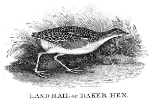 Daker hen engraving 1812