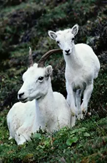 Lying On Front Prints: Dall sheep (Ovis dalli) and lamb, Denali NP, Alaska, USA