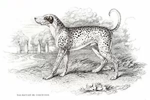 Images Dated 10th June 2015: Dalmatian dog engraving 1840