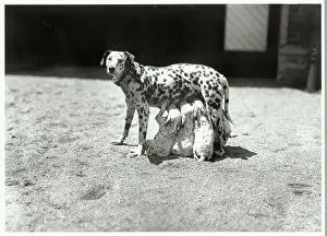 Dalmatian Mother W/Feeding Pups