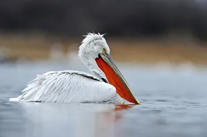 Images Dated 11th February 2012: Dalmatian Pelican -Pelecanus crispus-, Lake Kerkini, Greece, Europe