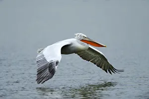 Images Dated 11th February 2012: Dalmatian Pelican -Pelecanus crispus-, approaching to land on Lake Kerkini, Greece, Europe