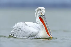 Images Dated 11th February 2012: Dalmatian Pelican -Pelecanus crispus-, Lake Kerkini, Greece, Europe