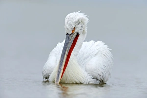 Images Dated 11th February 2012: Dalmatian Pelican -Pelecanus crispus-, Lake Kerkini, Greece, Europe