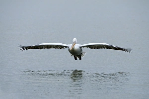 Images Dated 11th February 2012: Dalmatian Pelican -Pelecanus crispus-, approaching to and on Lake Kerkini, Greece, Europe