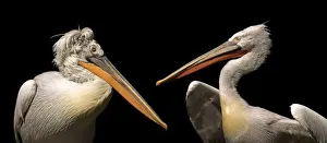 Augsburg Prints: Dalmatian Pelicans -Pelecanus crispus-, Augsburg Zoo, Augsburg, Bavaria, Germany, Europe