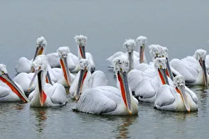 Images Dated 11th February 2012: Dalmatian Pelicans -Pelecanus crispus-, Lake Kerkini, Greece, Europe