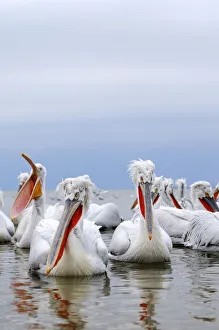 Images Dated 11th February 2012: Dalmatian Pelicans -Pelecanus crispus-, on the shore of Lake Kerkini, Greece, Europe