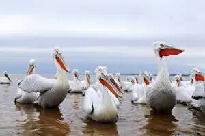 Dalmatian Pelicans -Pelecanus crispus-, Lake Kerkini, Greece, Europe