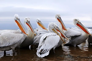 Images Dated 11th February 2012: Dalmatian Pelicans -Pelecanus crispus-, Lake Kerkini, Greece, Europe