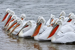 Images Dated 11th February 2012: Dalmatian Pelicans -Pelecanus crispus-, in breeding plumage, Lake Kerkini, Greece, Europe