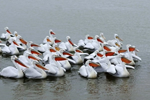 Images Dated 11th February 2012: Dalmatian Pelicans -Pelecanus crispus-, Lake Kerkini, Greece, Europe