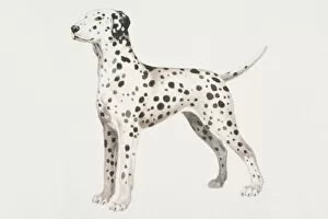 Dalmatian puppy (canis familiaris), side view