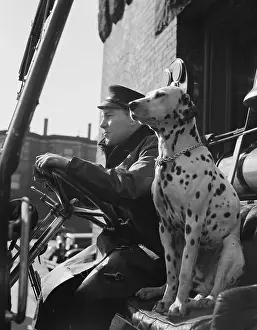 Dalmatian Prints: Dalmatian Seated Next to Firefighter