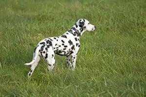 Dalmatian Prints: Dalmatian standing in a meadow