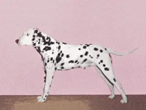Dalmation