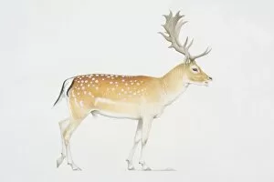 Dama dama, Fallow Deer, side view