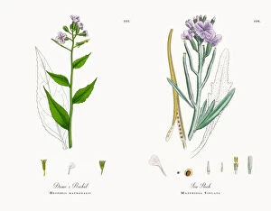 Images Dated 16th November 2017: Damea┬Ç┬Ös Rocket, Hesperis matronalis, Victorian Botanical Illustration, 1863
